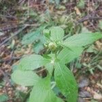 Carpesium cernuum Leaf