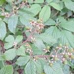 Rubus allegheniensis फूल