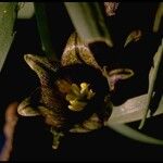 Fritillaria agrestis ফুল