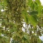 Acer cissifolium Blad