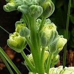 Matthiola incana Flor