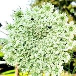 Visnaga daucoidesFlower