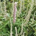 Elsholtzia stauntonii Flor