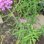 Verbena incompta Cvet