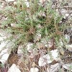 Fumana thymifolia Cvet