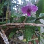 Dendrobium bigibbum Flower