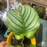 Goeppertia orbifolia Leaf
