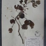 Dalbergia latifolia Outro