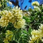 Anthyllis barba-jovis Λουλούδι
