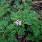 Geranium robertianumFlower