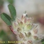 Trifolium saxatile Sonstige