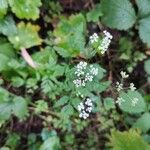 Torilis arvensis Flower