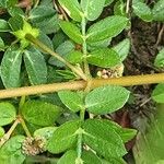 Kallstroemia pubescens Hoja
