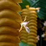 Calathea crotalifera Çiçek