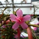 Rhododendron caliginis