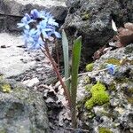 Scilla bifolia Kvet