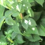 Philadelphus coronarius Leaf