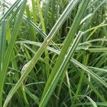 Carex riparia Feuille