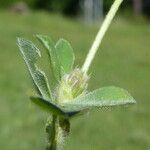 Trifolium striatum Folio