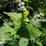 Fagopyrum esculentum Staniste