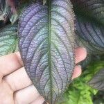 Strobilanthes auriculata Лист