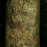 Pradosia ptychandra Bark