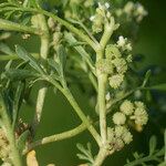 Lepidium squamatum Other