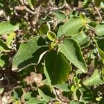 Cordia boissieri List