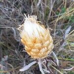 Leuzea conifera Fruit