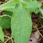 Silene latifolia Blatt