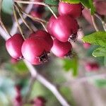 Crataegus rhipidophylla ഫലം