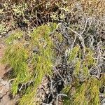 Plocama pendula Leaf