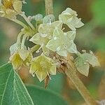 Ziziphus spina-christi Flower