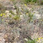 Helianthemum syriacum Hábito