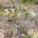 Helianthemum syriacum Buveinė