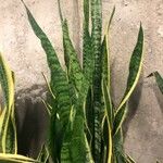 Sansevieria trifasciata Лист