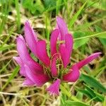 Trifolium alpinumKvet