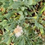 Hertia cheirifolia List