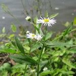 Erigeron annuusFlor