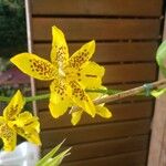 Brassia arachnoidea Fleur