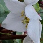 Helleborus niger 花