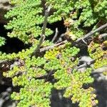 Cheilanthes myriophylla Leaf