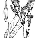 Lactuca quercina Drugo