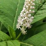 Phytolacca esculenta Квітка