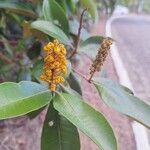 Byrsonima spicata Flor