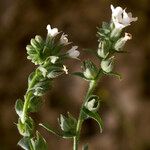 Anchusa atlantica Altro