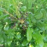 Mahonia aquifolium Frugt