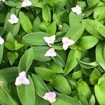 Tradescantia brevifoliaLeaf