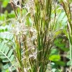 Schizachyrium microstachyum Feuille