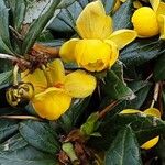 Berberis verruculosa 花